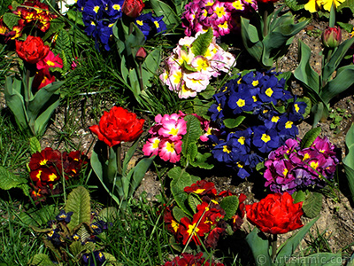 �uha �i�e�i resmi. <i>(Ailesi: Primulaceae, T�r�: Primula)</i> <br>�ekim Tarihi: Nisan 2005, Yer: �stanbul, Foto�raf: islamiSanat.net