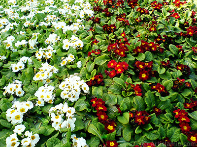 �uha �i�e�i resmi. <i>(Ailesi: Primulaceae, T�r�: Primula)</i> <br>�ekim Tarihi: �ubat 2011, Yer: �stanbul, Foto�raf: islamiSanat.net