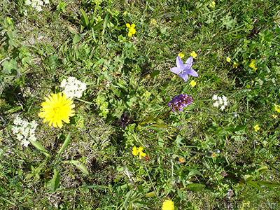 Balon -�an- �i�e�i resmi. <i>(Ailesi: Campanulaceae, T�r�: Platycodon grandiflorus)</i> <br>�ekim Tarihi: Temmuz 2005, Yer: Trabzon, Foto�raf: islamiSanat.net