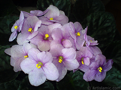 Pink color African violet. <i>(Family: Gesneriaceae, Species: Saintpaulia ionantha)</i> <br>Photo Date: May 2010, Location: Turkey/Istanbul-Mother`s Flowers, By: Artislamic.com