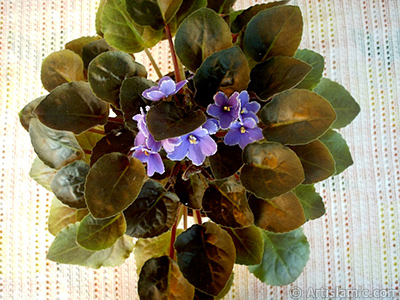 Purple color African violet. <i>(Family: Gesneriaceae, Species: Saintpaulia ionantha)</i> <br>Photo Date: January 2002, Location: Turkey/Istanbul-Mother`s Flowers, By: Artislamic.com