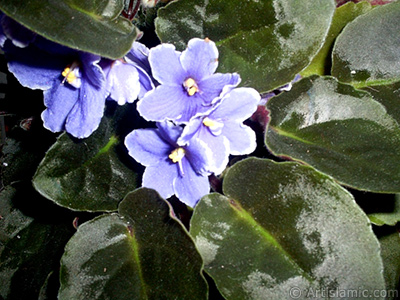 Purple color African violet. <i>(Family: Gesneriaceae, Species: Saintpaulia ionantha)</i> <br>Photo Date: January 2002, Location: Turkey/Istanbul-Mother`s Flowers, By: Artislamic.com