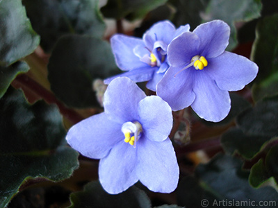 Purple color African violet. <i>(Family: Gesneriaceae, Species: Saintpaulia ionantha)</i> <br>Photo Date: November 2005, Location: Turkey/Istanbul-Mother`s Flowers, By: Artislamic.com