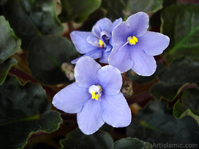 Purple color African violet. <i>(Family: Gesneriaceae, Species: Saintpaulia ionantha)</i> <br>Photo Date: November 2005, Location: Turkey/Istanbul-Mother`s Flowers, By: Artislamic.com