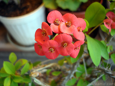 Euphorbia Milii -Crown of thorns- with pink flower. <i>(Family: Euphorbiaceae, Species: Euphorbia milii)</i> <br>Photo Date: May 2008, Location: Turkey/Istanbul-Mother`s Flowers, By: Artislamic.com