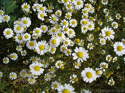 Field Daisy -Ox Eye, Love-Me-Love-Me-Not, Marguerite, Moon Daisy- flower. <i>(Family: Asteraceae, Species: Leucanthemum vulgare, Chrysanthemum leucanthemum)</i> <br>Photo Date: May 2007, Location: Turkey/Sakarya, By: Artislamic.com