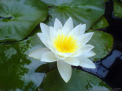 Water Lily flower. <i>(Family: Nymphaeaceae, Species: Nymphaea)</i> <br>Photo Date: July 2008, Location: Turkey/Yalova-Termal, By: Artislamic.com