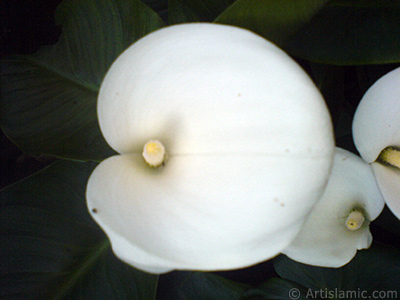 White color Arum Lily -Calla Lily- flower. <i>(Family: Araceae, Species: Zantedeschia aethiopica, Calla aethiopica)</i> <br>Photo Date: May 2007, Location: Turkey/Sakarya, By: Artislamic.com