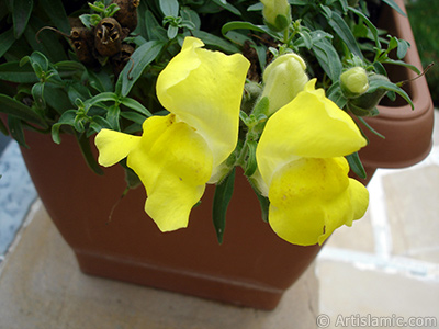 Yellow Snapdragon flower. <i>(Family: Plantaginaceae, Species: Antirrhinum)</i> <br>Photo Date: August 2008, Location: Turkey/Yalova-Termal, By: Artislamic.com