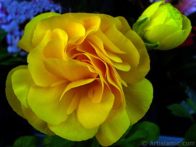 A yellow flower in the pot. <br>Photo Date: April 2007, Location: Turkey/Istanbul, By: Artislamic.com