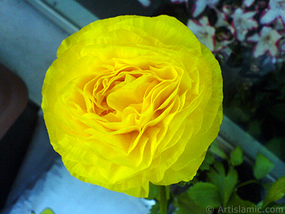 A yellow flower in the pot. <br>Photo Date: April 2007, Location: Turkey/Istanbul, By: Artislamic.com