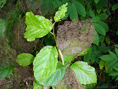 A plant with wormy leaves. <br>Photo Date: July 2005, Location: Turkey/Trabzon, By: Artislamic.com