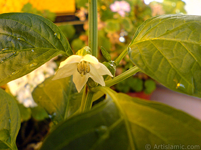 Sweet Pepper plant growed in the pot. -Other names: Cayenne Pepper, Paprika, Ornamental Pepper-. <i>(Family: Solanaceae, Species: Capsicum annuum)</i> <br>Photo Date: September 2008, Location: Turkey/Istanbul-Mother`s Flowers, By: Artislamic.com
