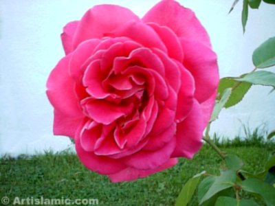 Pembe g�l resmi. (� Artislamic.com. Her hakk� sakl�d�r, izinsiz kullan�lamaz.)