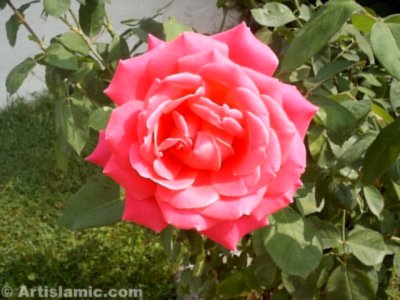 A pink rose picture. (� Artislamic.com. All rights reserved.)