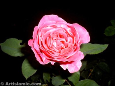 A pink rose picture. (� Artislamic.com. All rights reserved.)