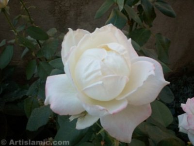 Beyaz g�l resmi. (� Artislamic.com. Her hakk� sakl�d�r, izinsiz kullan�lamaz.)