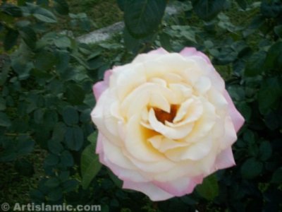 Beyaz g�l resmi. (� Artislamic.com. Her hakk� sakl�d�r, izinsiz kullan�lamaz.)