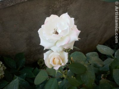 A white rose picture. (� Artislamic.com. All rights reserved.)