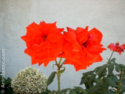 K�rm�z� g�l resmi. (� Artislamic.com. Her hakk� sakl�d�r, izinsiz kullan�lamaz.)