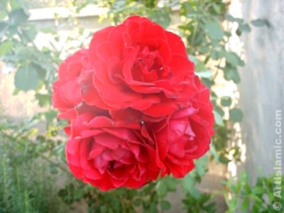 K�rm�z� g�l resmi. (� Artislamic.com. Her hakk� sakl�d�r, izinsiz kullan�lamaz.)