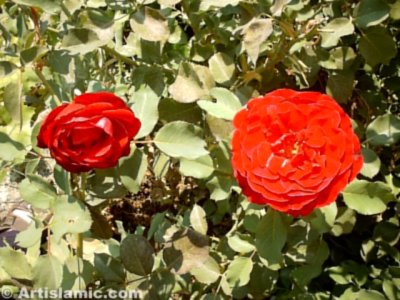 K�rm�z� g�l resmi. (� Artislamic.com. Her hakk� sakl�d�r, izinsiz kullan�lamaz.)