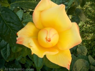 Sar� g�l resmi. (� Artislamic.com. Her hakk� sakl�d�r, izinsiz kullan�lamaz.)
