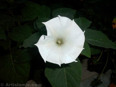 Bir �i�ek resmi. (� Artislamic.com. Her hakk� sakl�d�r, izinsiz kullan�lamaz.)