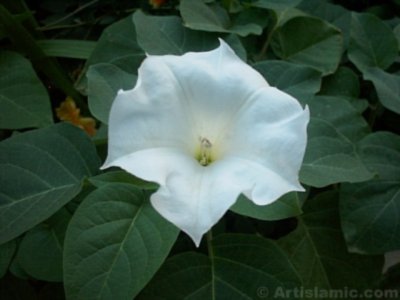 Bir �i�ek resmi. (� Artislamic.com. Her hakk� sakl�d�r, izinsiz kullan�lamaz.)