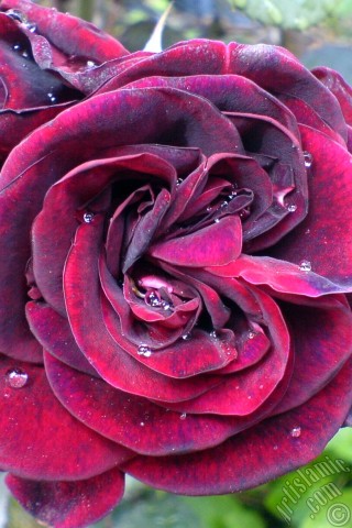 A mobile wallpaper and MMS picture for Apple iPhone 7s, 6s, 5s, 4s, Plus, iPods, iPads, New iPads, Samsung Galaxy S Series and Notes, Sony Ericsson Xperia, LG Mobile Phones, Tablets and Devices: Burgundy Color rose photo.

