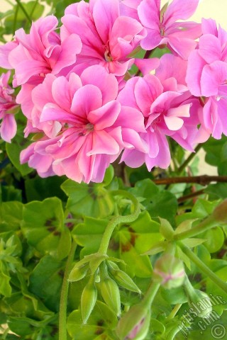 A mobile wallpaper and MMS picture for Apple iPhone 7s, 6s, 5s, 4s, Plus, iPods, iPads, New iPads, Samsung Galaxy S Series and Notes, Sony Ericsson Xperia, LG Mobile Phones, Tablets and Devices: Pink Colored Pelargonia -Geranium- flower.
