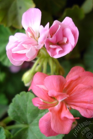 A mobile wallpaper and MMS picture for Apple iPhone 7s, 6s, 5s, 4s, Plus, iPods, iPads, New iPads, Samsung Galaxy S Series and Notes, Sony Ericsson Xperia, LG Mobile Phones, Tablets and Devices: Pink Colored Pelargonia -Geranium- flower.
