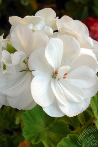 A mobile wallpaper and MMS picture for Apple iPhone 7s, 6s, 5s, 4s, Plus, iPods, iPads, New iPads, Samsung Galaxy S Series and Notes, Sony Ericsson Xperia, LG Mobile Phones, Tablets and Devices: White color Pelargonia -Geranium- flower.
