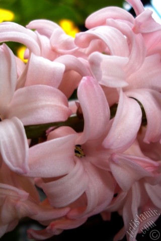 A mobile wallpaper and MMS picture for Apple iPhone 7s, 6s, 5s, 4s, Plus, iPods, iPads, New iPads, Samsung Galaxy S Series and Notes, Sony Ericsson Xperia, LG Mobile Phones, Tablets and Devices: Pink color Hyacinth flower.
