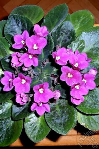 A mobile wallpaper and MMS picture for Apple iPhone 7s, 6s, 5s, 4s, Plus, iPods, iPads, New iPads, Samsung Galaxy S Series and Notes, Sony Ericsson Xperia, LG Mobile Phones, Tablets and Devices: Pink color African violet.
