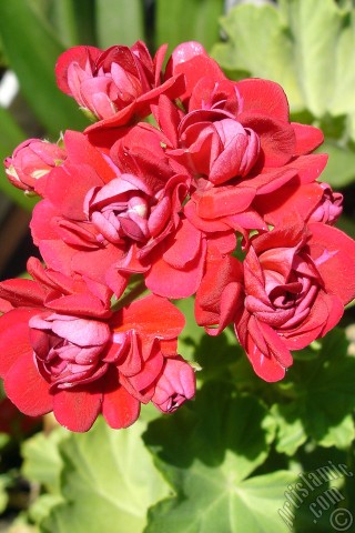 A mobile wallpaper and MMS picture for Apple iPhone 7s, 6s, 5s, 4s, Plus, iPods, iPads, New iPads, Samsung Galaxy S Series and Notes, Sony Ericsson Xperia, LG Mobile Phones, Tablets and Devices: Red color Pelargonia -Geranium- flower.
