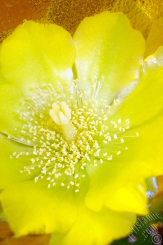A mobile wallpaper and MMS picture for Apple iPhone 7s, 6s, 5s, 4s, Plus, iPods, iPads, New iPads, Samsung Galaxy S Series and Notes, Sony Ericsson Xperia, LG Mobile Phones, Tablets and Devices: Prickly Pear with yellow flower.
