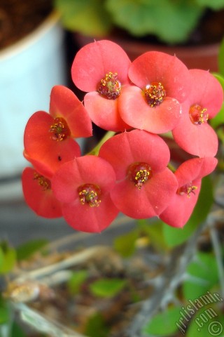 A mobile wallpaper and MMS picture for Apple iPhone 7s, 6s, 5s, 4s, Plus, iPods, iPads, New iPads, Samsung Galaxy S Series and Notes, Sony Ericsson Xperia, LG Mobile Phones, Tablets and Devices: Euphorbia Milii -Crown of thorns- with pink flower.
