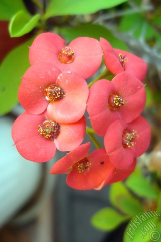 A mobile wallpaper and MMS picture for Apple iPhone 7s, 6s, 5s, 4s, Plus, iPods, iPads, New iPads, Samsung Galaxy S Series and Notes, Sony Ericsson Xperia, LG Mobile Phones, Tablets and Devices: Euphorbia Milii -Crown of thorns- with pink flower.
