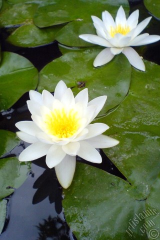 A mobile wallpaper and MMS picture for Apple iPhone 7s, 6s, 5s, 4s, Plus, iPods, iPads, New iPads, Samsung Galaxy S Series and Notes, Sony Ericsson Xperia, LG Mobile Phones, Tablets and Devices: Water Lily flower.
