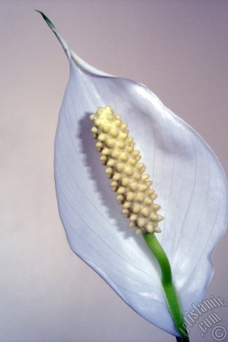 A mobile wallpaper and MMS picture for Apple iPhone 7s, 6s, 5s, 4s, Plus, iPods, iPads, New iPads, Samsung Galaxy S Series and Notes, Sony Ericsson Xperia, LG Mobile Phones, Tablets and Devices: White color Peace Lily -Spath- flower.
