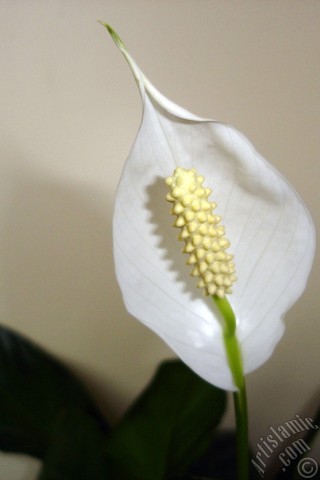 A mobile wallpaper and MMS picture for Apple iPhone 7s, 6s, 5s, 4s, Plus, iPods, iPads, New iPads, Samsung Galaxy S Series and Notes, Sony Ericsson Xperia, LG Mobile Phones, Tablets and Devices: White color Peace Lily -Spath- flower.
