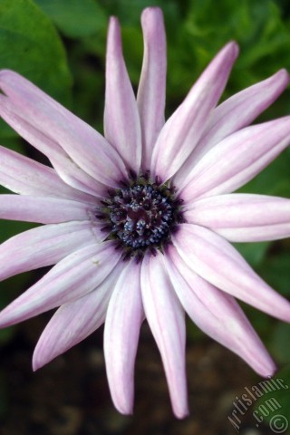 A mobile wallpaper and MMS picture for Apple iPhone 7s, 6s, 5s, 4s, Plus, iPods, iPads, New iPads, Samsung Galaxy S Series and Notes, Sony Ericsson Xperia, LG Mobile Phones, Tablets and Devices: Pink color Trailing African Daisy -Freeway Daisy, Blue Eyed Daisy- flower.
