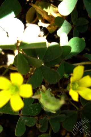 A mobile wallpaper and MMS picture for Apple iPhone 7s, 6s, 5s, 4s, Plus, iPods, iPads, New iPads, Samsung Galaxy S Series and Notes, Sony Ericsson Xperia, LG Mobile Phones, Tablets and Devices: Shamrock -Wood Sorrel- flower.

