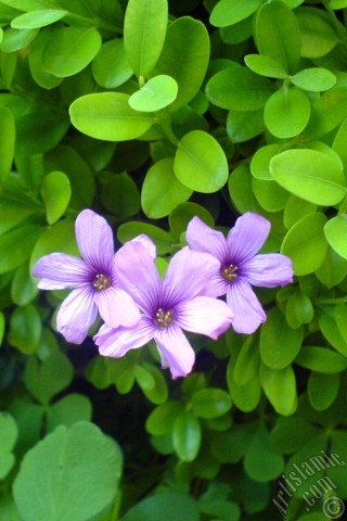 A mobile wallpaper and MMS picture for Apple iPhone 7s, 6s, 5s, 4s, Plus, iPods, iPads, New iPads, Samsung Galaxy S Series and Notes, Sony Ericsson Xperia, LG Mobile Phones, Tablets and Devices: Shamrock -Wood Sorrel- flower.

