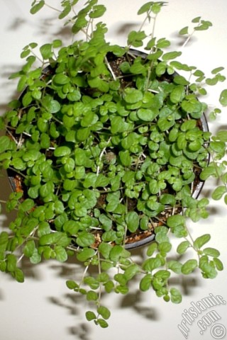 A mobile wallpaper and MMS picture for Apple iPhone 7s, 6s, 5s, 4s, Plus, iPods, iPads, New iPads, Samsung Galaxy S Series and Notes, Sony Ericsson Xperia, LG Mobile Phones, Tablets and Devices: Maidenhair Vine plant.

