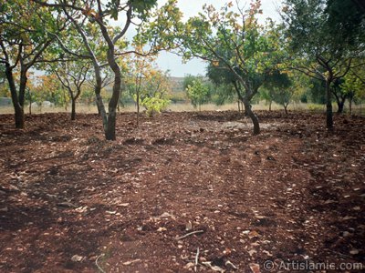 View of a field of olive and pistachio around the high-way of Gaziantep-Kilis cities of Turkey. (The picture was taken by Artislamic.com in 2000.)