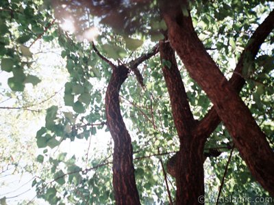 Under the shadow of trees of an orchard in Gaziantep city of Turkey. (The picture was taken by Artislamic.com in 2000.)