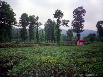 View of village from `OF district` in Trabzon city of Turkey. (The picture was taken by Artislamic.com in 2001.)