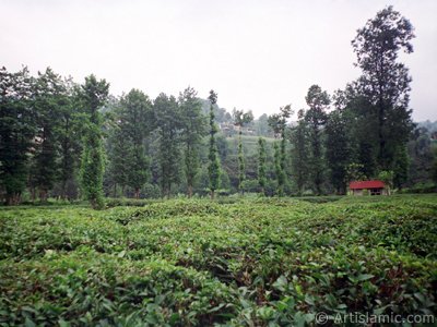 View of village from `OF district` in Trabzon city of Turkey. (The picture was taken by Artislamic.com in 2001.)